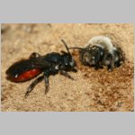 Sphecodes albilabris - Blutbiene 16a 13mm mit Andrena vaga welche nicht ihr Wirt ist.jpg